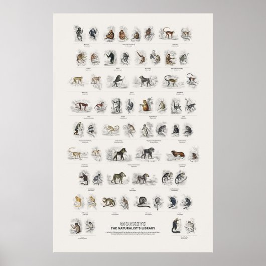 Poster Singe - Bibliothèque du naturaliste (Devant)
