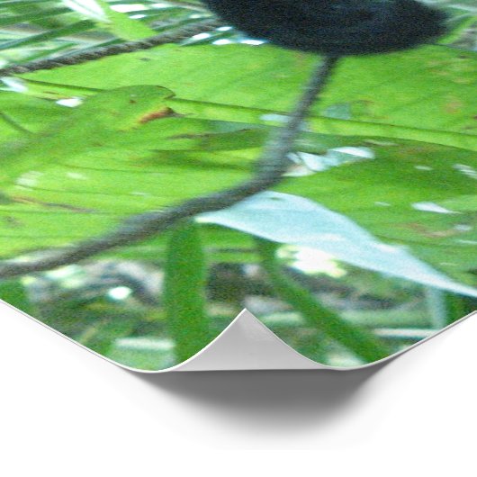 Poster Singe capucin (Coin)