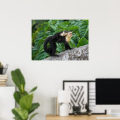 Poster Singe Capucin Adulte Portant Le Bébé Sur Son Dos (Bureau à domicile)