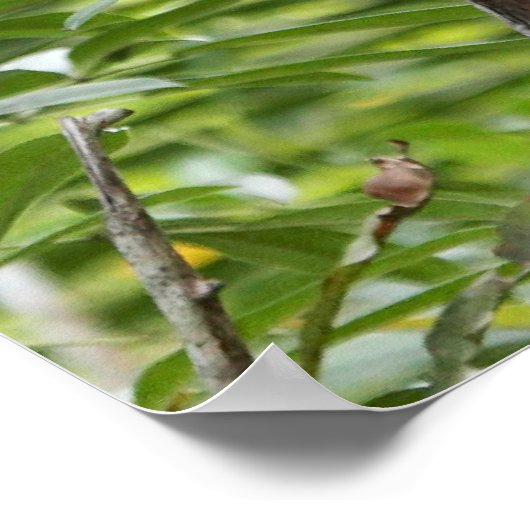 Poster Singe dans la jungle (Coin)