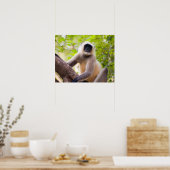 Poster Singe dans la jungle du parc national de Ranthambo (Cuisine)