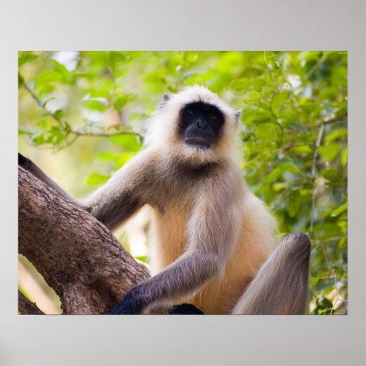 Poster Singe dans la jungle du parc national de Ranthambo (Devant)