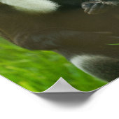 Poster Singe De Brazza (Coin)