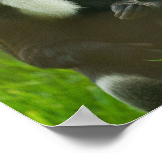 Poster Singe De Brazza (Coin)