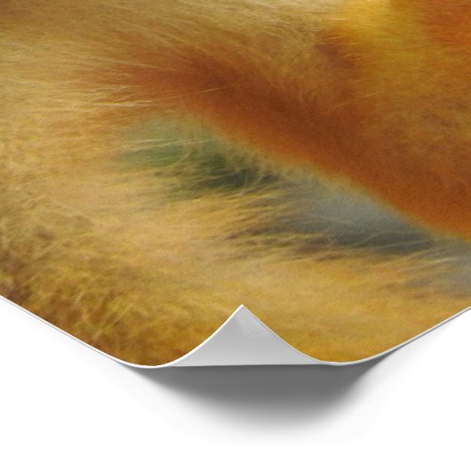 Poster Singe des écureuils (Coin)