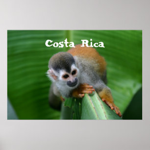 Poster Singe des écureuils Costa Rica