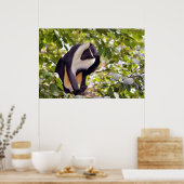 Poster Singe diana dans l'arbre (Cuisine)