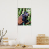 Poster Singe d'or, Rwanda (Cuisine)