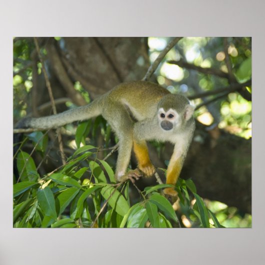 Poster Singe écureuil commun, (Saimiri sciureus), Rio (Devant)