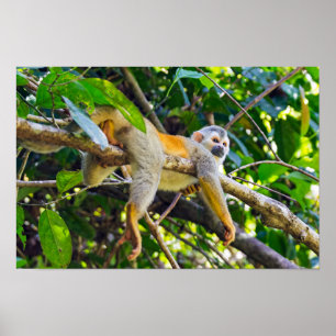 Poster Singe écureuil dans le parc national Manuel Antoni