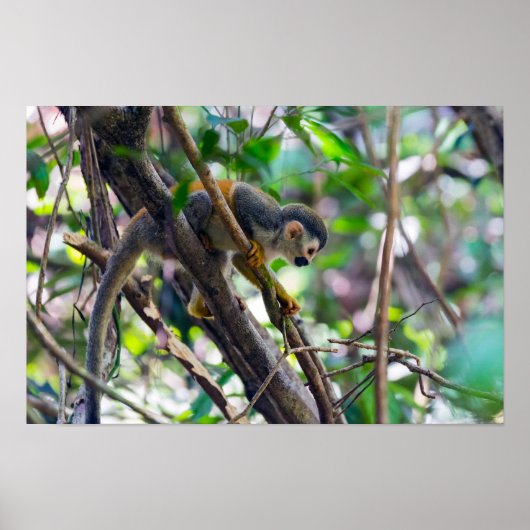 Poster Singe écureuil dans le parc national Manuel Antoni (Devant)