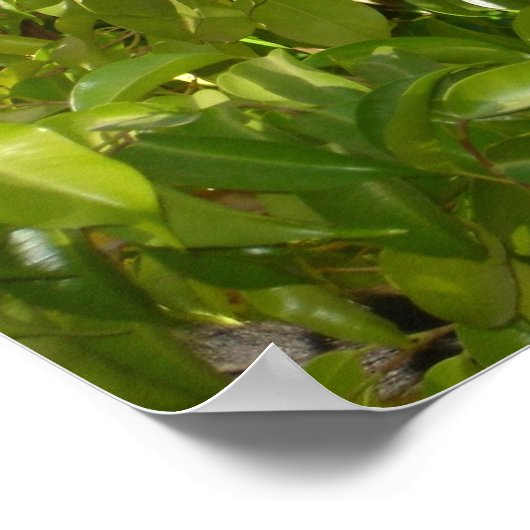 Poster Singe écureuil de bébé (Coin)