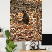 Poster Singe en saison sèche (Bureau à domicile)