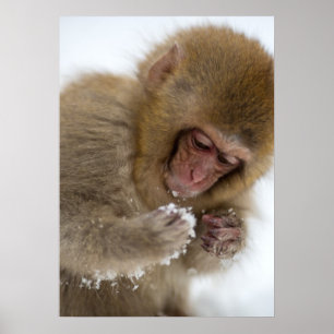 Poster Singe japonais de neige du Macaque   de bébé