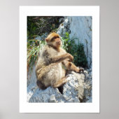 Poster Singe macaque de Barbarie (Devant)