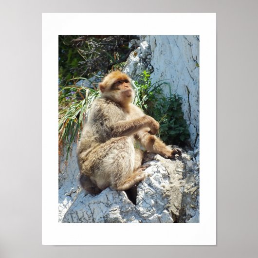 Poster Singe macaque de Barbarie (Devant)