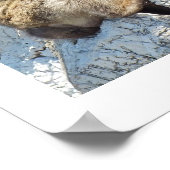 Poster Singe macaque de Barbarie (Coin)