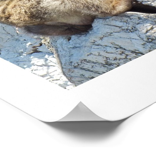 Poster Singe macaque de Barbarie (Coin)