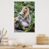 Poster Singe nez retroussé doré avec bébé (Cuisine)