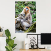 Poster Singe nez retroussé doré avec bébé (Bureau à domicile)
