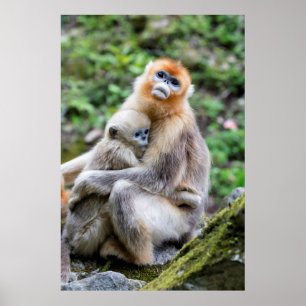 Poster Singe nez retroussé doré avec bébé