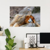 Poster Singe nez retroussé doré père avec bébé (Bureau à domicile)