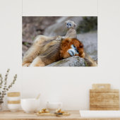 Poster Singe nez retroussé doré père avec bébé (Cuisine)