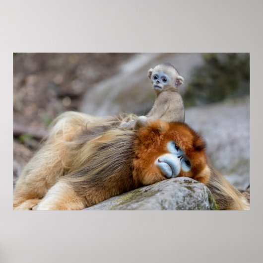 Poster Singe nez retroussé doré père avec bébé (Devant)
