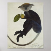 Poster Singe noir (Devant)