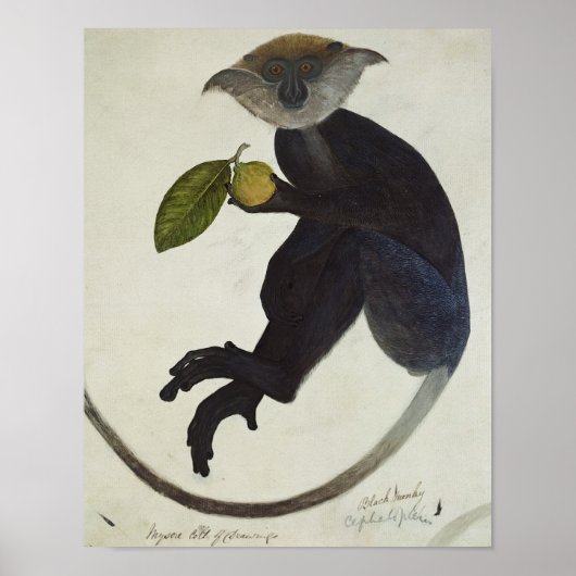 Poster Singe noir (Devant)