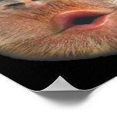 Poster Singe qui gonfle le visage avec l'estomac (Coin)