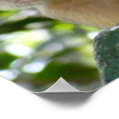 Poster Singe Voir... (Coin)