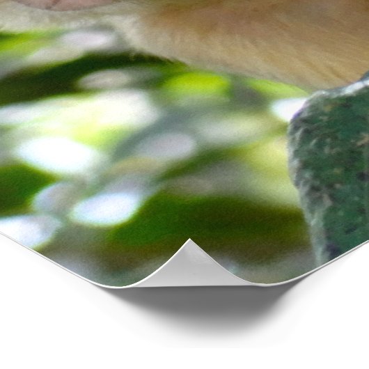 Poster Singe Voir... (Coin)