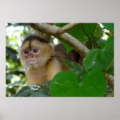 Poster Singe Voir... (Devant)