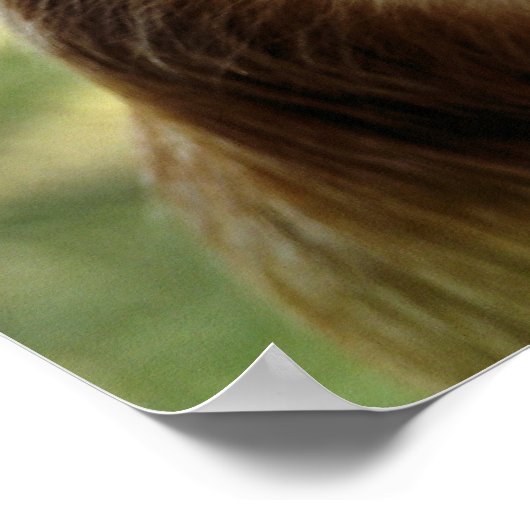 POSTER SINGES (Coin)