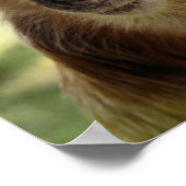 POSTER SINGES (Coin)