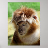 POSTER SINGES (Devant)