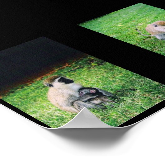 Poster Singes (Coin)