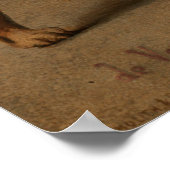 Poster Singes chevauchant des chiens (Coin)