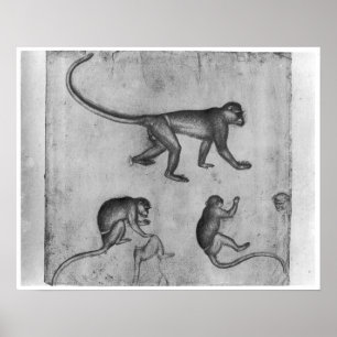 Poster Singes, de l'album de Vallardi