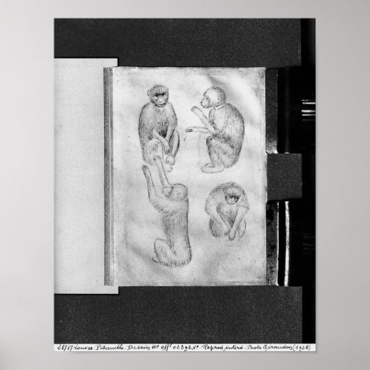 Poster Singes, de l'Album Vallardi (Devant)