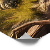 Poster Singes hérités de la souche antique (Coin)