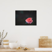 Poster Single Pink Rose with Dew (Cuisine)