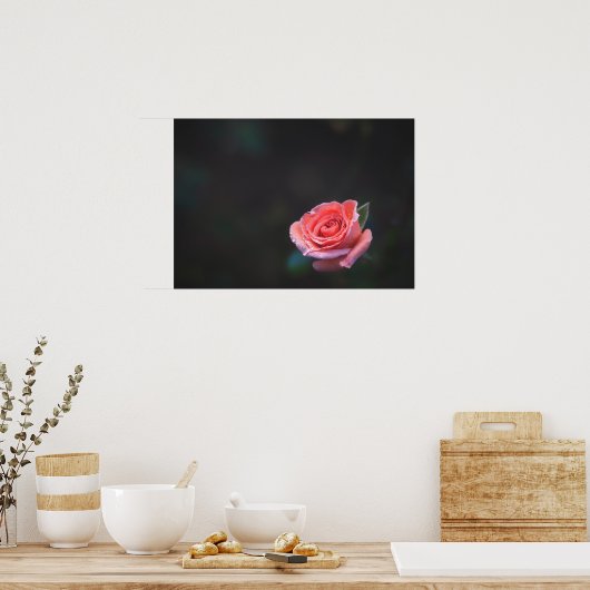 Poster Single Pink Rose with Dew (Cuisine)