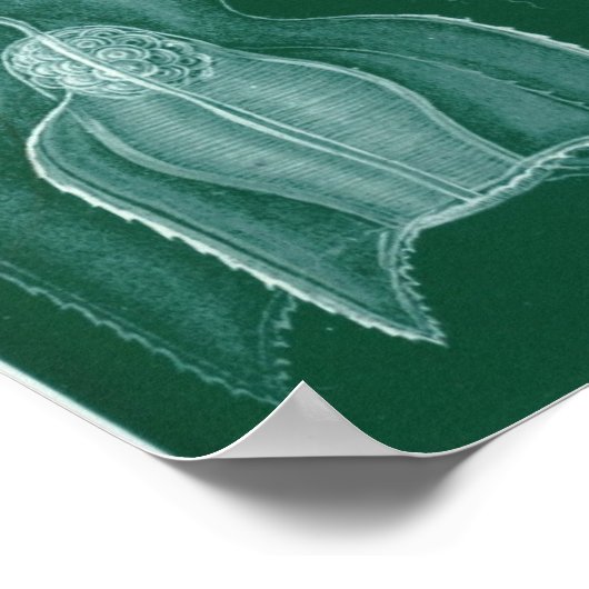 Poster Siphonophorae (Coin)