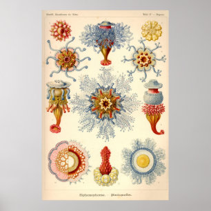 Poster "Siphonophorae" Vintage Illustration