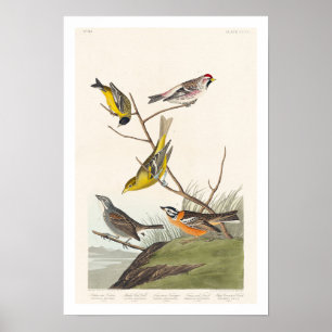 Poster Siskin, Sondage Rouge, Tanager, Bunting, Finch