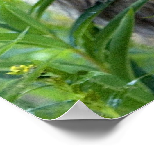 Poster Sitka Cerf à queue noire (Coin)