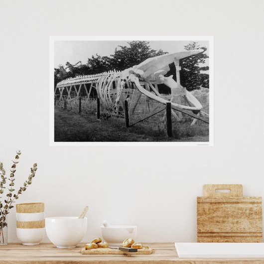 Poster Skeleton de baleine Alaska 1922 (Cuisine)