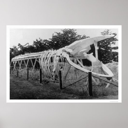 Poster Skeleton de baleine Alaska 1922 (Devant)